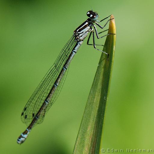 ENE-20100521-0231.jpg - [nl] Azuurwaterjuffer ( Coenagrion puella )[en] Azure Damselfly ( Coenagrion puella )